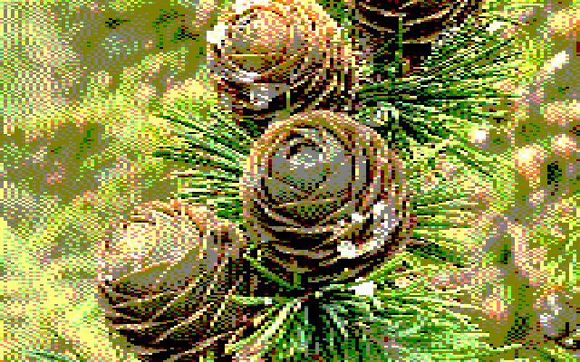 Image converted by 'CPiC'. A close-up of a cluster of green and light brown pine cones on a tree branch, covered in green needles. The cones have a rough texture and small water droplets, with a blurred forest background.
