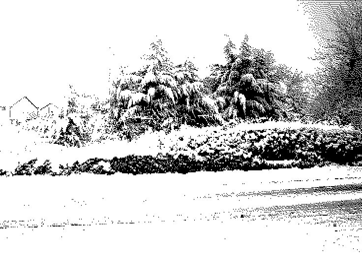 Image converted by 'CPiC'. Winter landscape with snow-covered trees, ground, and road. Overcast sky and houses in the background.