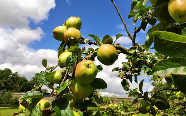 Apple tree branch with green apples in orchard. In the background other trees and fields, under blue sky with clouds