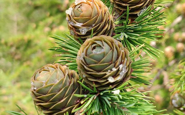 A close-up of a cluster of green and light brown pine cones on a tree branch, covered in green needles. The cones have a rough texture and small water droplets, with a blurred forest background.