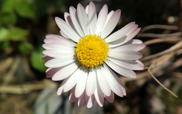 Close-up of a single white daisy flower as the focal point, with a pinkish-white outer layer and a light yellow center, surrounded by slightly blurred green leaves and stems.