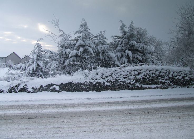 Winter landscape with snow-covered trees, ground, and road. Overcast sky and houses in the background.